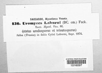 Uromyces pisi-sativi image